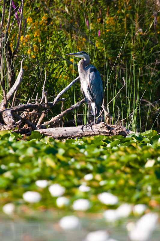 Great Blue Heron